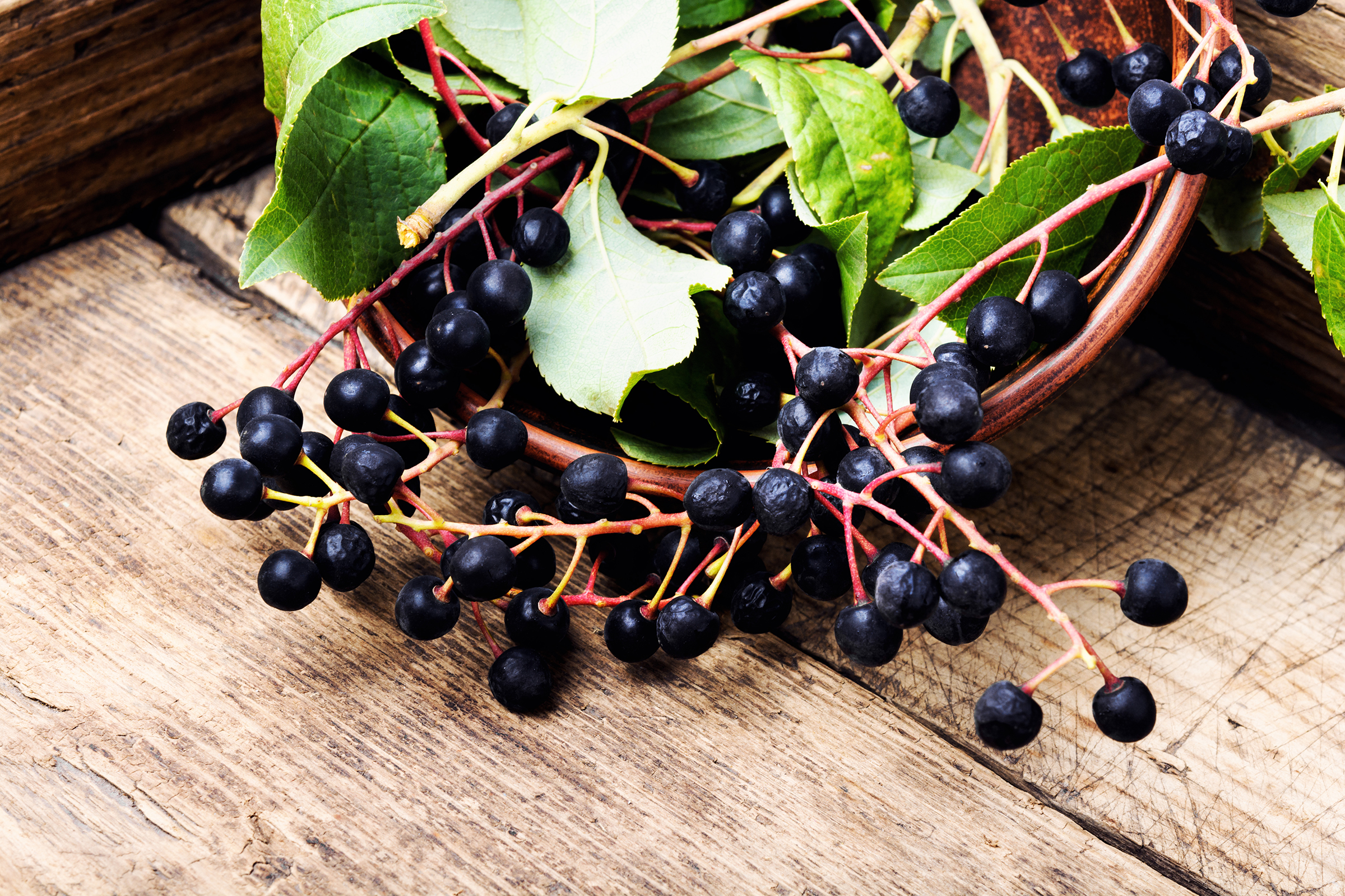 Die Gesundheitsbeere Aronia